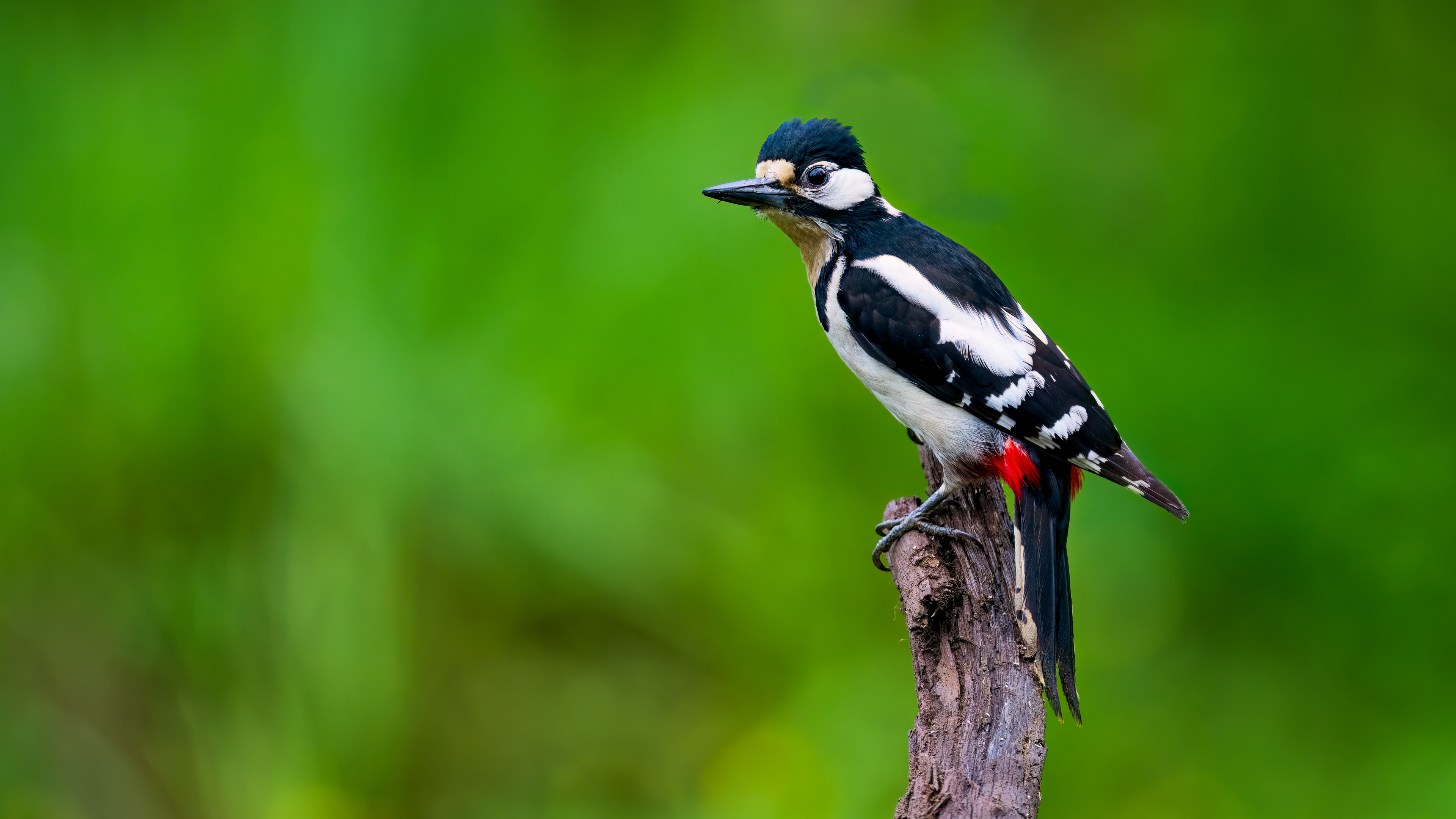 Great Spotted Woodpecker
